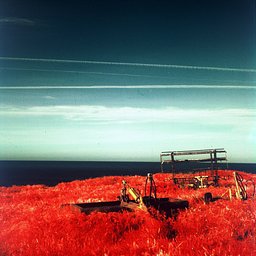Ocean photo with bright orange grass